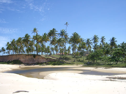 Coqueiral na Barra de Cahy. Bahia