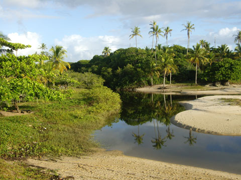 Mangue e Barra