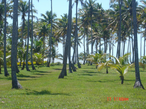 Coqueiras acima da Falesia