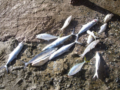 Peixe da região