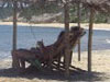 Foto Praia do Espelho, Ba. 07