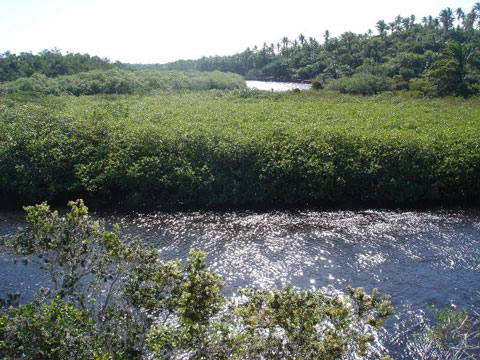 Rio Cara&iacute;va