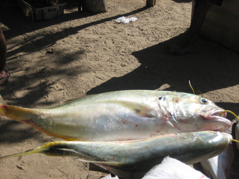 Peixe