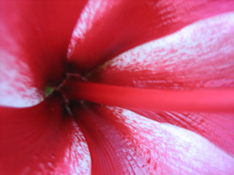 flor