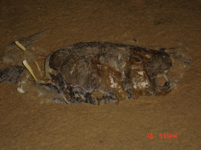 Tartaruga cabeçuda (Caretta caretta) em decomposição