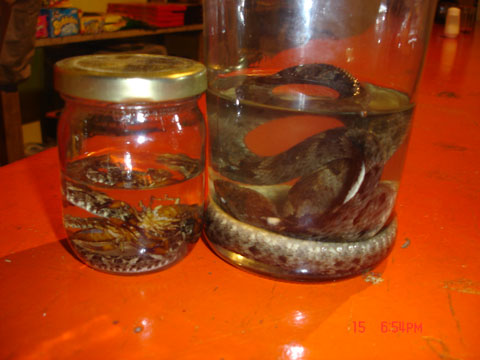 cachaça de jararaca