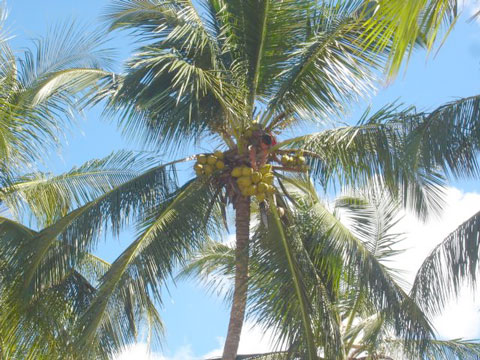Garoto pegando Coco no Coqueiro da praia dos Coqueiros de Trancoso