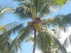 Foto: Coqueiro