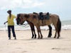 Foto: Passeios cavalo